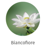 icone-web-essenze-02